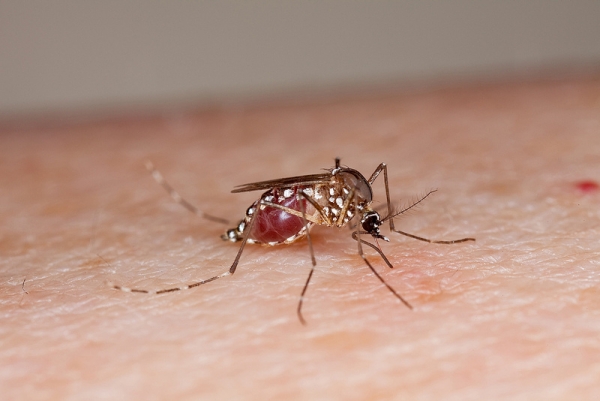 zika-virus-Aedes-mosquitoes